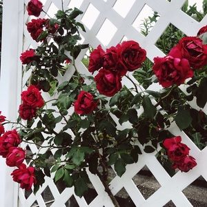 Meet your Posher, Laney